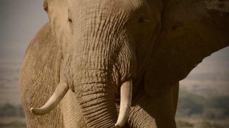 Close up of elephant tusks
